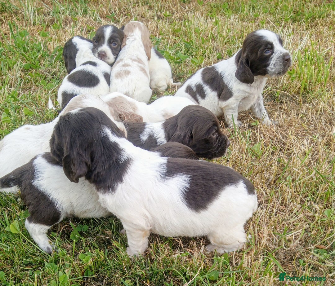 Sprocker dogs for sale: Beautiful f2 sprockers - Image 13