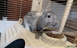 Mini Lop rabbits for sale: Adorable Mini-Lop-Cross - Image 2
