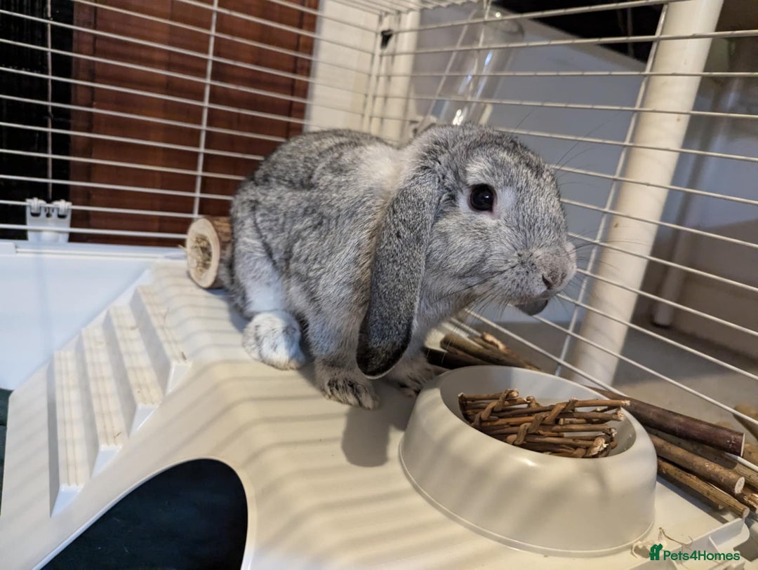 Mini Lop rabbits for sale: Adorable Mini-Lop-Cross - Image 2