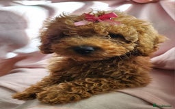 Cavapoo dogs for sale: Female Cavapoo pup  - Image 2