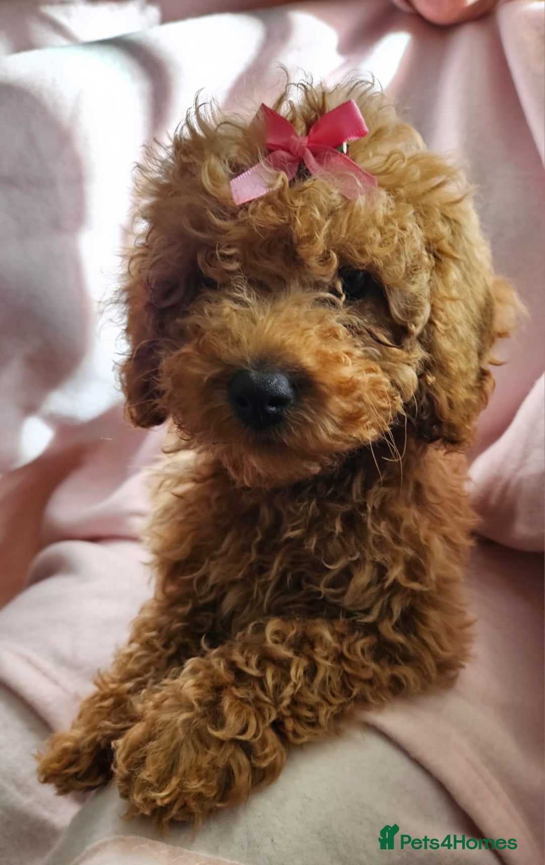 Cavapoo dogs for sale: Female Cavapoo pup  - Image 2