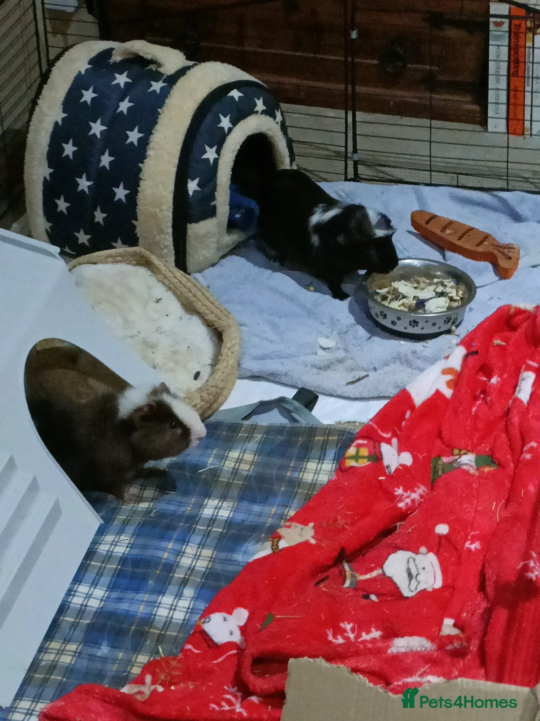 Guinea Pig rodents for sale: Male Guinea pigs for sale  - Advert 1