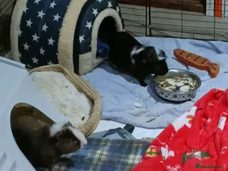 Guinea Pig rodents Male Guinea pigs for sale - Advert 9
