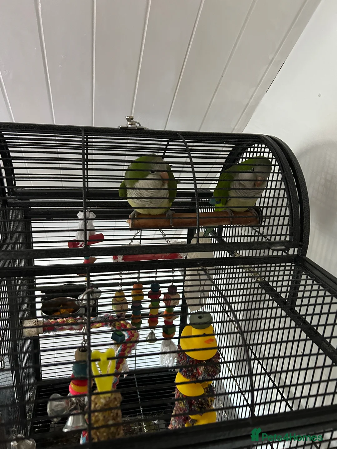 Parakeets birds for sale: Pair of Quaker parrotlets for sale in Skegness - Advert 8