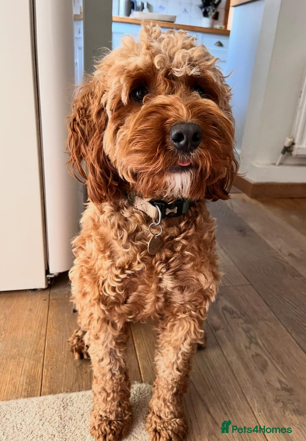 Cockapoo dogs ❤️ Stunning Health-Tested Red Cockapoo Puppies ❤️ - Advert 2