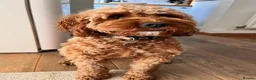 Cockapoo dogs for sale: ❤️ Stunning Health-Tested Red Cockapoo Puppies ❤️ in Edenbridge - Advert 2