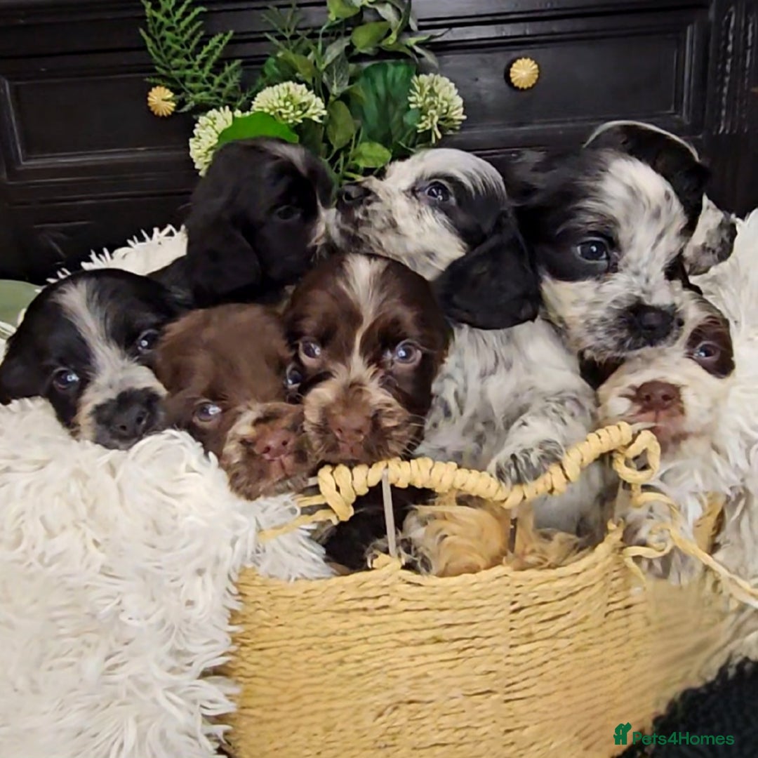 Cocker Spaniel dogs for sale: Exceptional Pedigree Show Type English Cockers  - Image 7