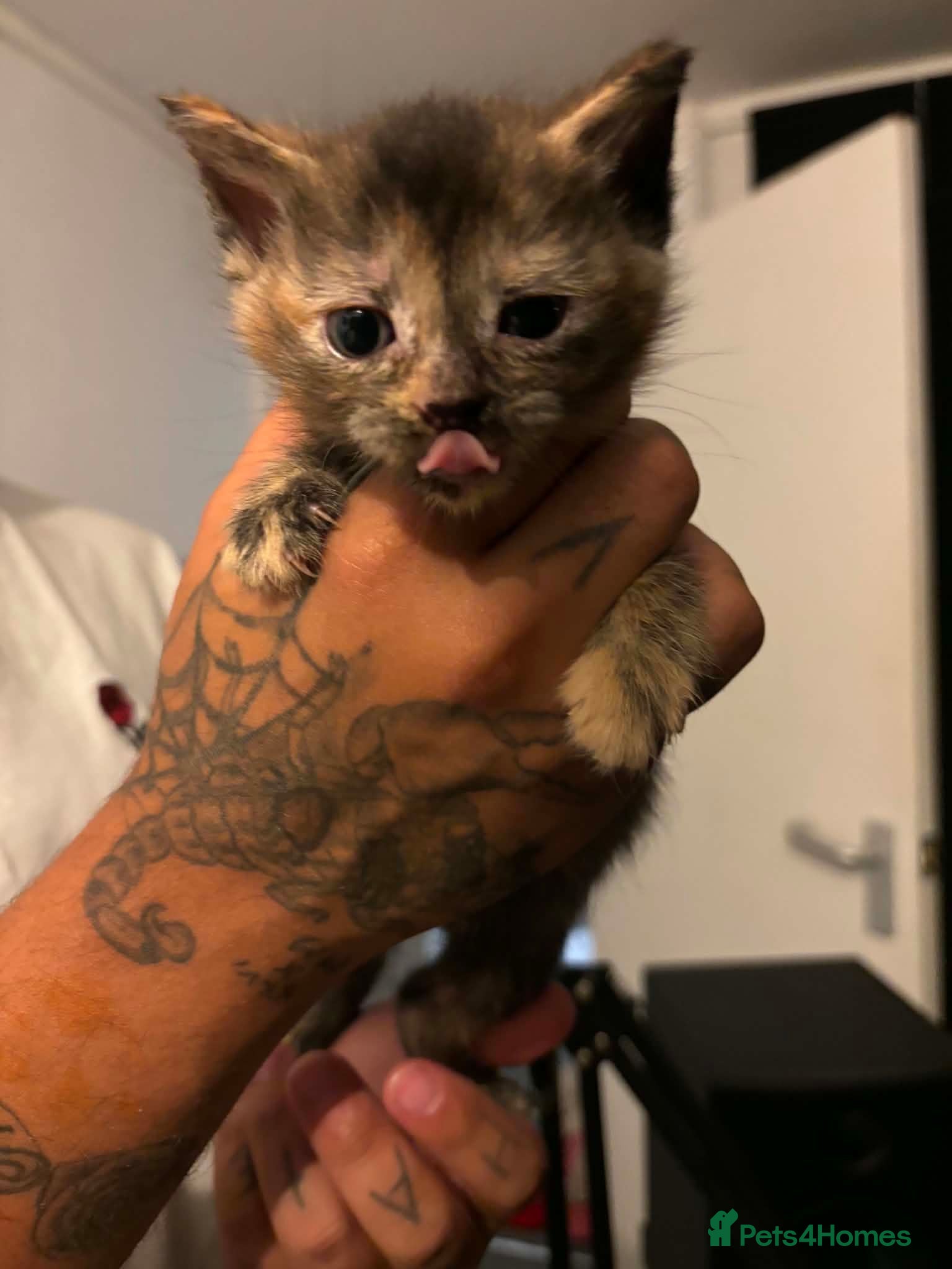 Mixed Breed cats Kitten available 1 girl and 1 male - Advert 11
