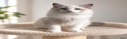 Ragdoll cats for sale: 🐾 Beautiful Ragdoll Kittens for Sale 🐾 - Advert 21