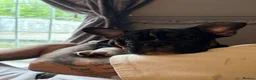 Mixed Breed dogs for sale: Frenglish puppy  in Tonypandy - Advert 8