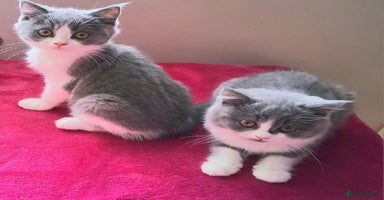 British Shorthair cats - Advert 12