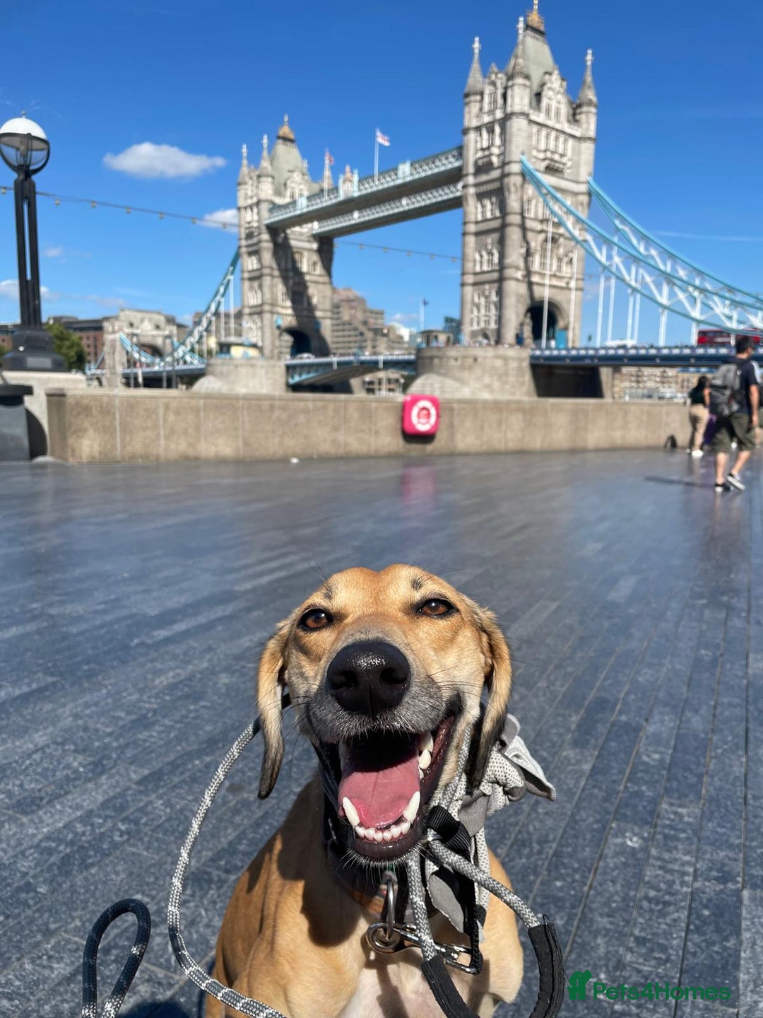 Mixed Breed dogs for sale: Beautiful saluki x greyhound for adoption - Image 18
