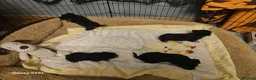 Yorkshire Terrier dogs for sale: My Luna have 4 puppies on 16 may   in Boston - Advert 21