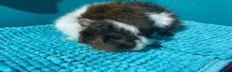 Guinea Pig rodents for sale: Lovely Male Guinea pig  - Advert 2