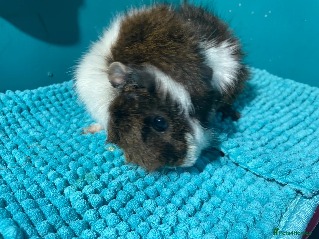 Guinea Pig rodents for sale: Lovely Male Guinea pig  - Advert 2