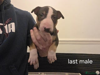 English Bull Terrier dogs 5 beautiful bull terriers - Advert 3
