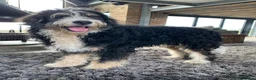 Bernedoodle dogs for sale: F1b Apricot Medium Bernedoodle  - Advert 2