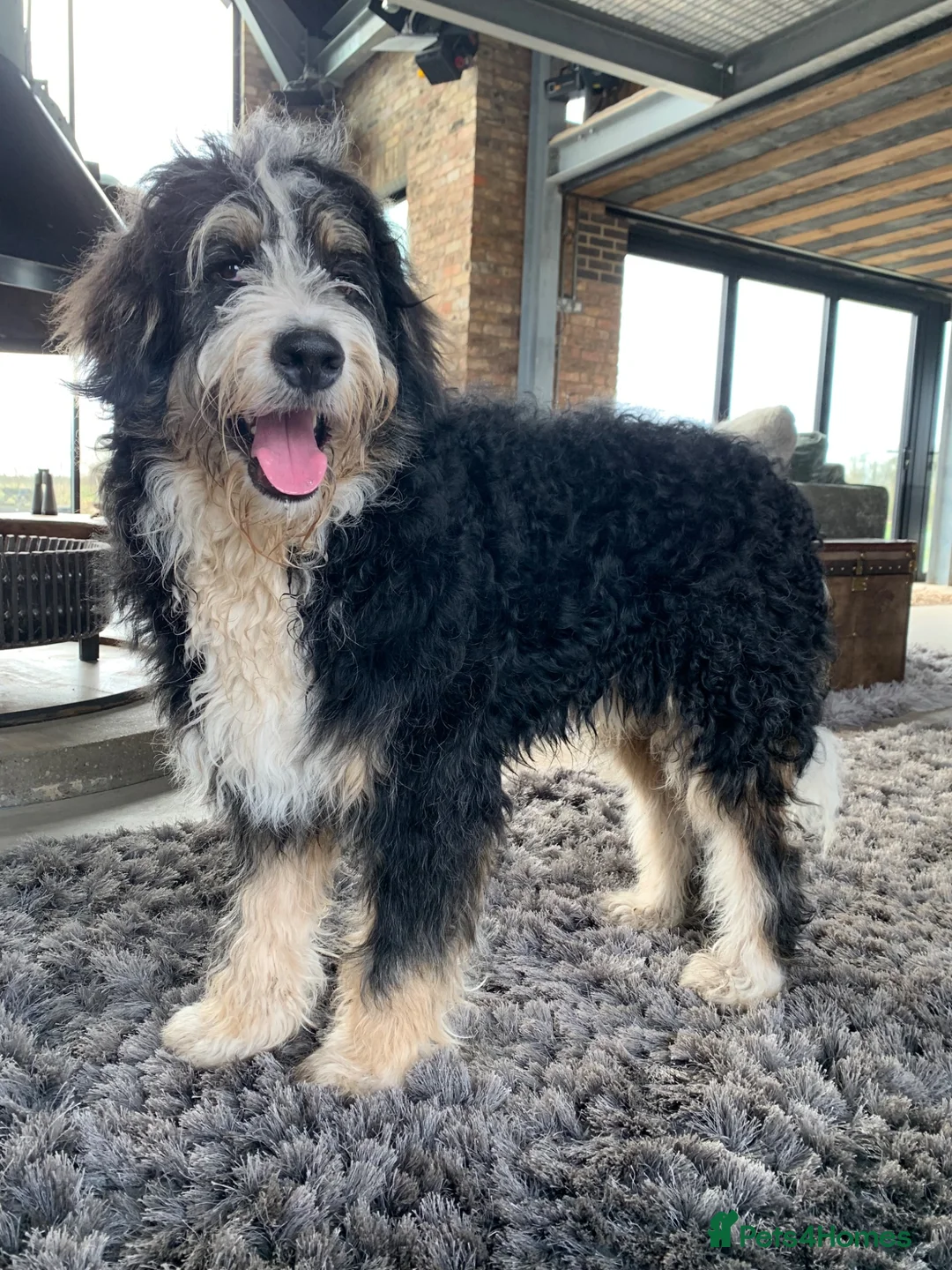 Bernedoodle dogs for sale: F1b Apricot Medium Bernedoodle  - Advert 2