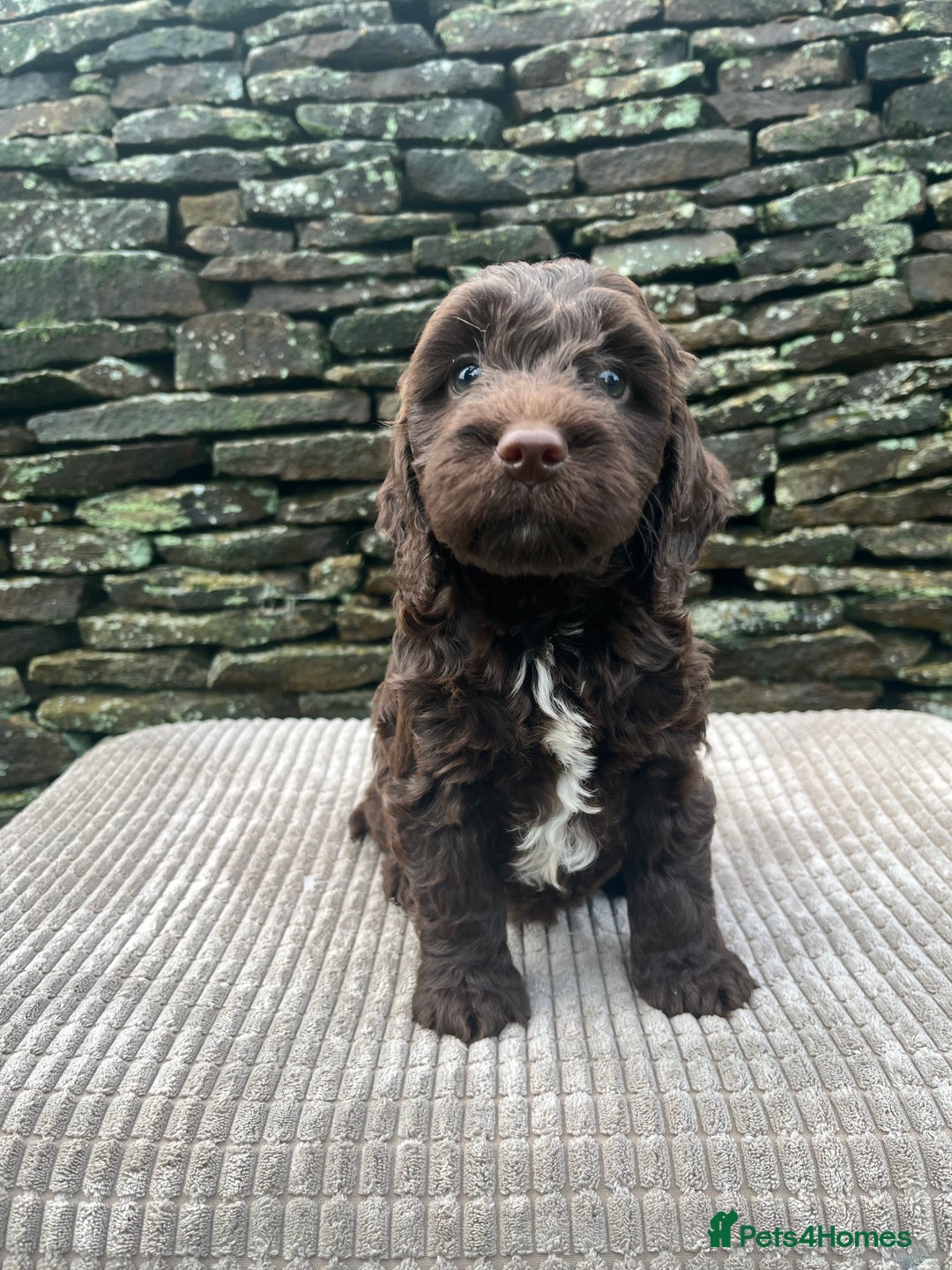 Cockapoo dogs for sale: Cockerpoo puppies  - Advert 5