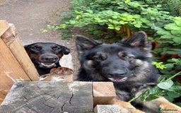 Dobermann dogs for sale: Desperate for her forever home! - Image 6