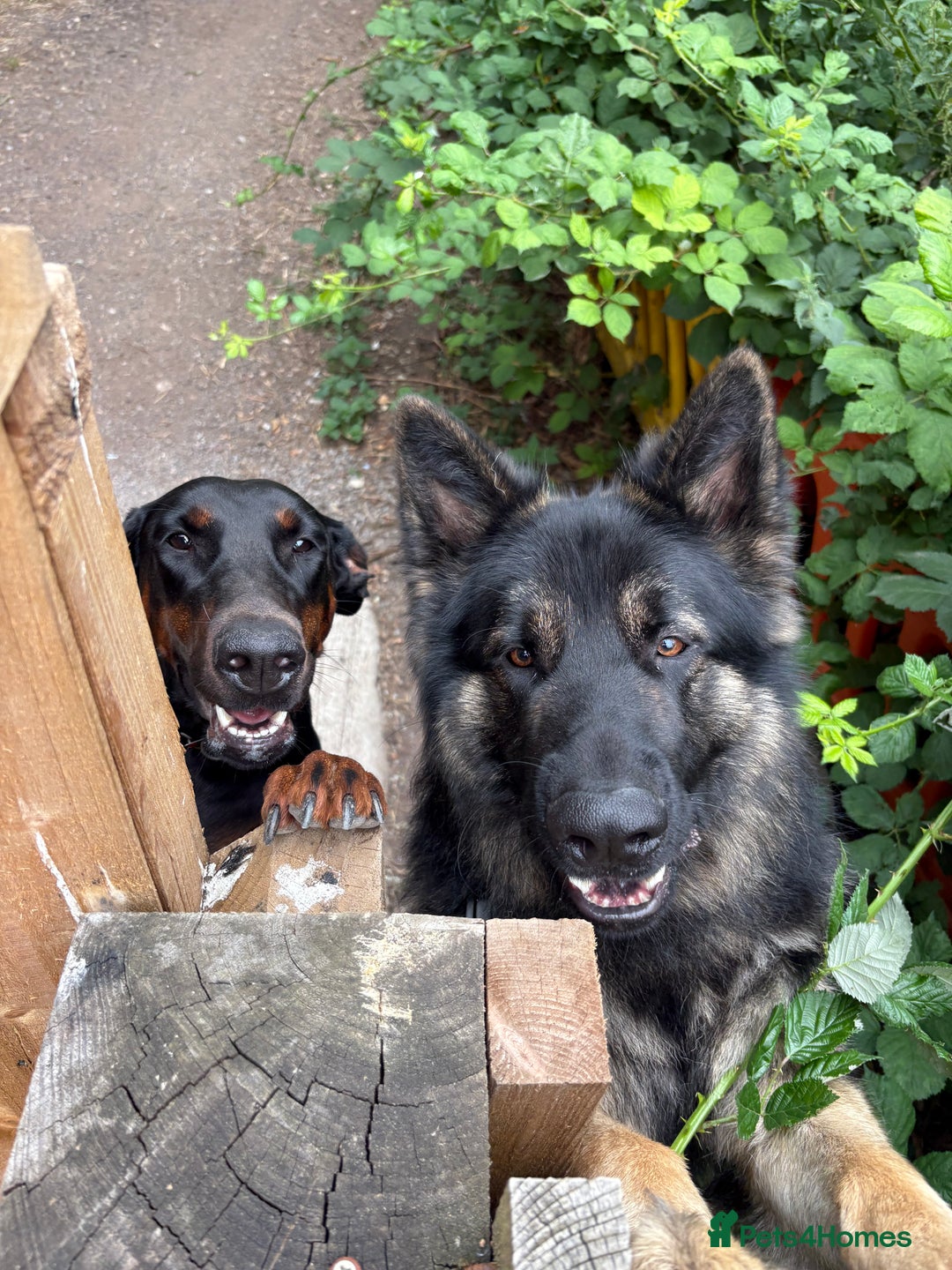 Dobermann dogs for sale: Desperate for her forever home! - Image 6