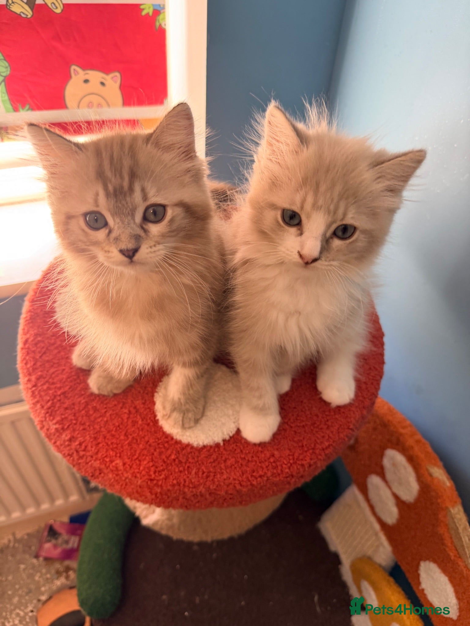 Ragdoll cats 3 tica reg ragdolls  - Advert 5