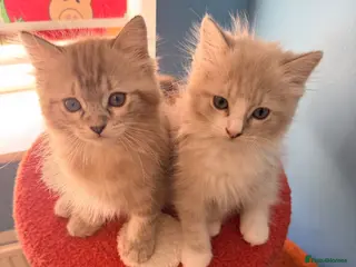 Ragdoll cats 3 tica reg ragdolls - Advert 5