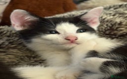 Mixed Breed cats for sale: Mixed kittens  - Image 3