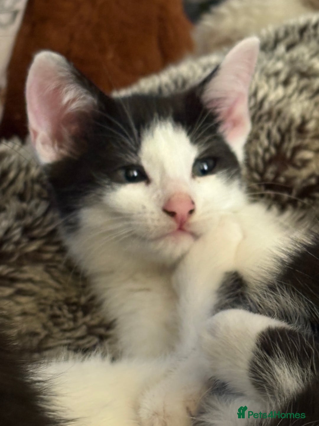 Mixed Breed cats for sale: Mixed kittens  - Image 3