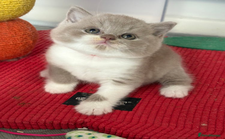 British Shorthair cats - Advert 8