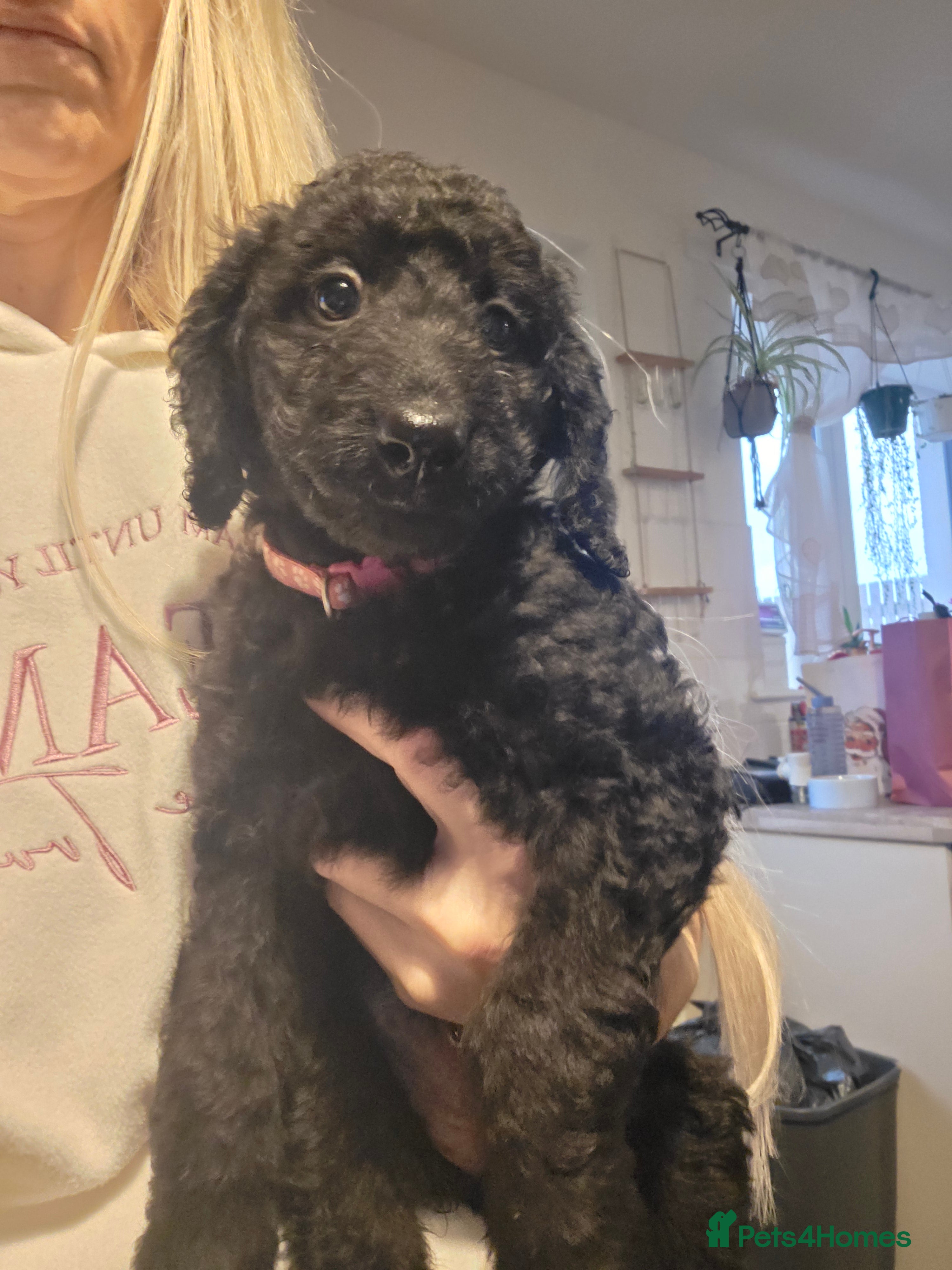 Labradoodle dogs One curly labradoodle girl left  - Advert 5