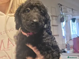 Labradoodle dogs One curly labradoodle girl left - Advert 5