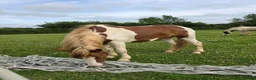 Paint horses for sale: ❤️ Goonie-cracking red and white cob gelding ❤️ in Tiverton - Advert 7