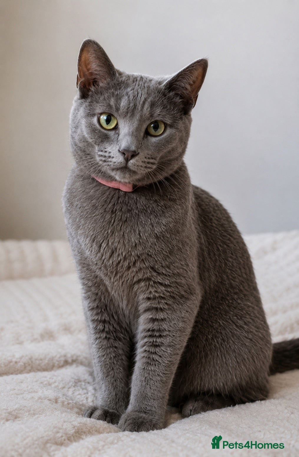 British Shorthair cats for sale: Gorgeous British shorthair 💙💙 - Advert 1