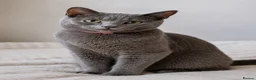 British Shorthair cats for sale: Gorgeous British shorthair 💙💙 - Advert 1