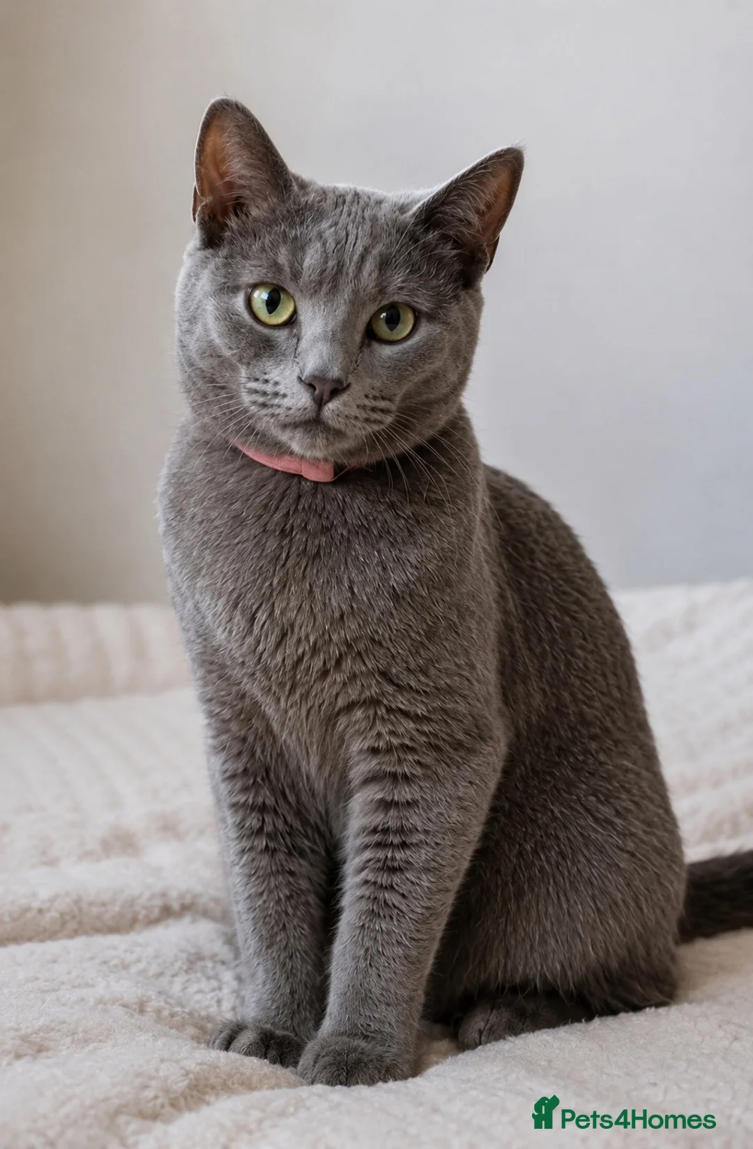 British Shorthair cats for sale: Gorgeous British shorthair 💙💙 - Advert 1