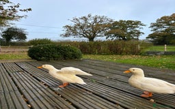 Ducks poultry for sale: Pair of call ducks  - Image 7