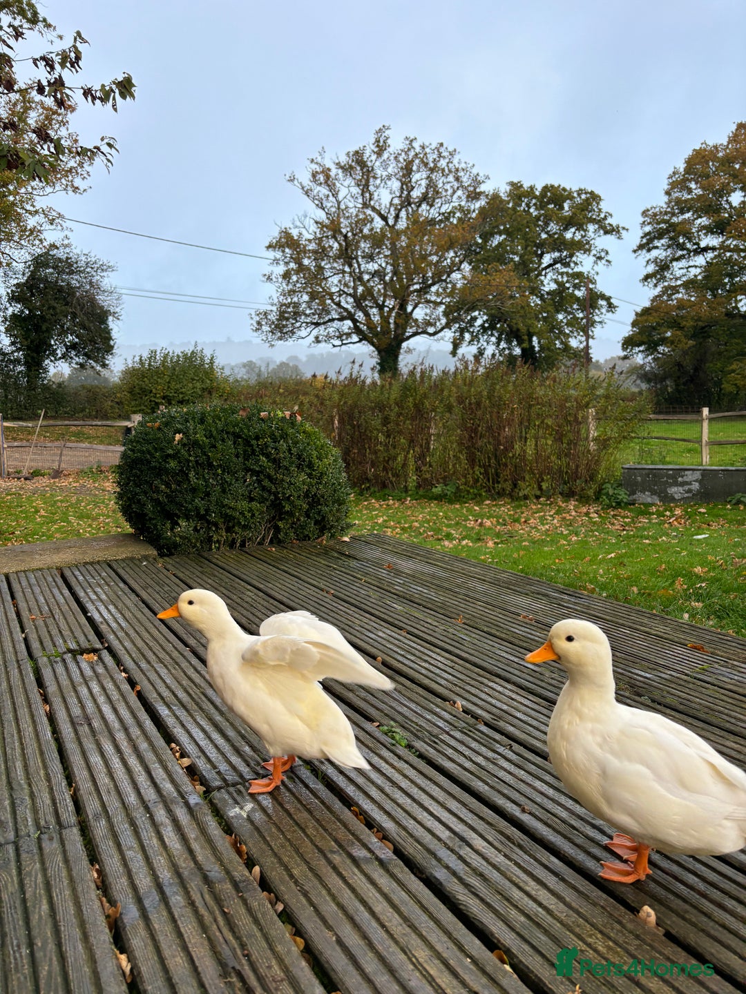 Ducks poultry for sale: Pair of call ducks  - Image 7