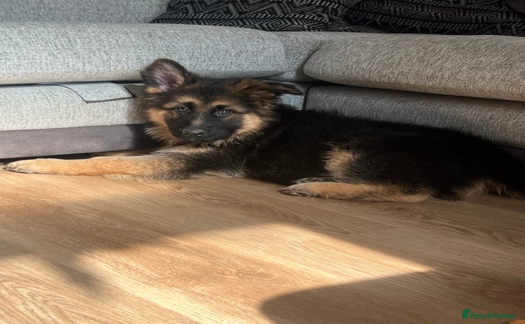 German Shepherd dogs - Advert 1