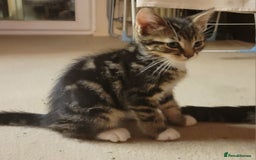 Mixed Breed cats for sale: 2 boys and 1 girl - Image 27
