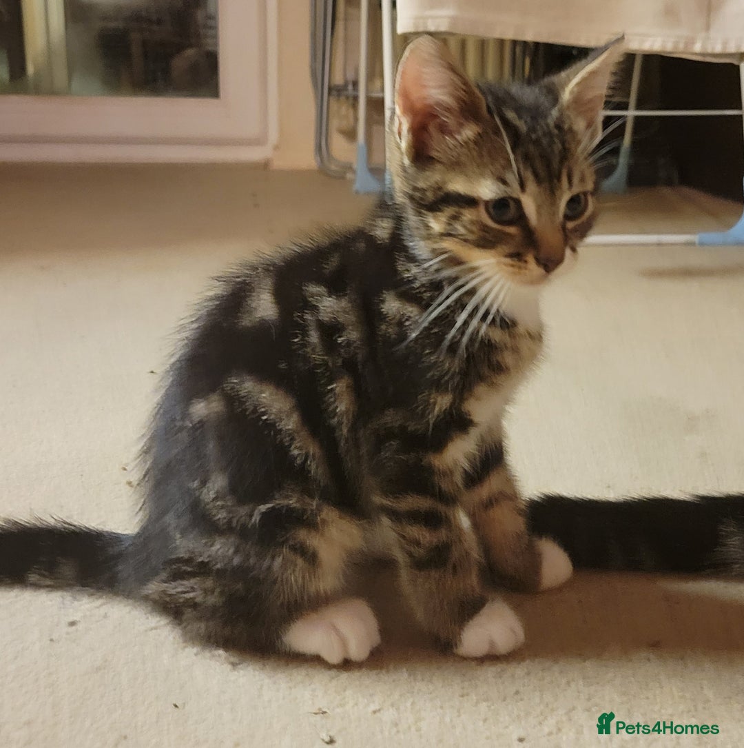 Mixed Breed cats for sale: 2 boys and 1 girl - Image 27