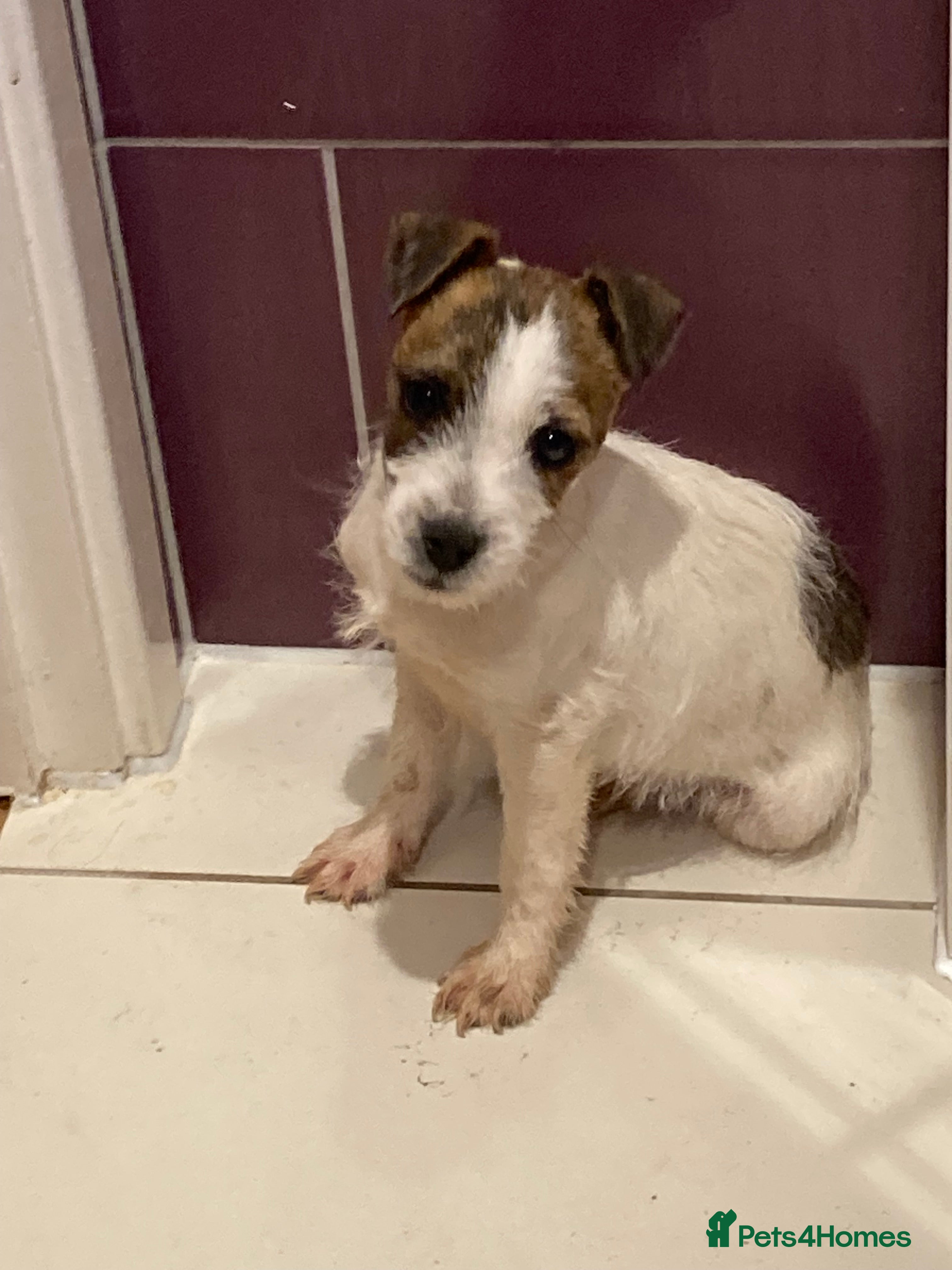 Jack Russell dogs 3 lovely Jack Russell puppies  - Advert 4