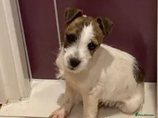 Jack Russell dogs 3 lovely Jack Russell puppies - Advert 4