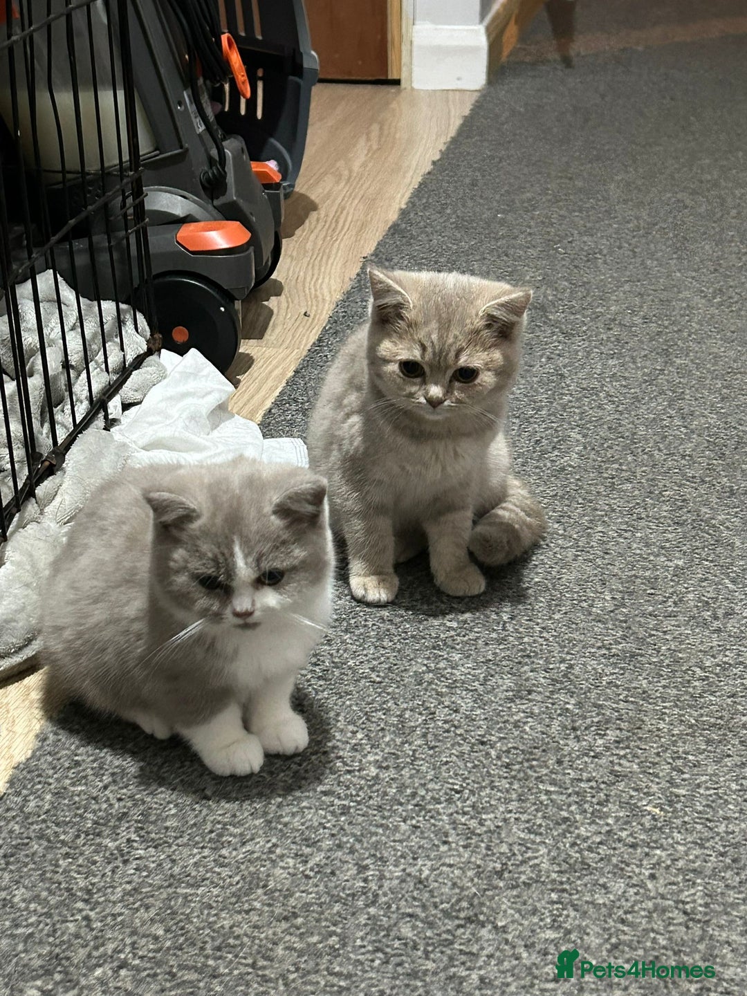 British Shorthair cats for stud: Lilac bsh stud duties - Image 4
