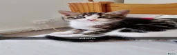 British Shorthair cats for sale: Ready for forever homes  - Advert 3