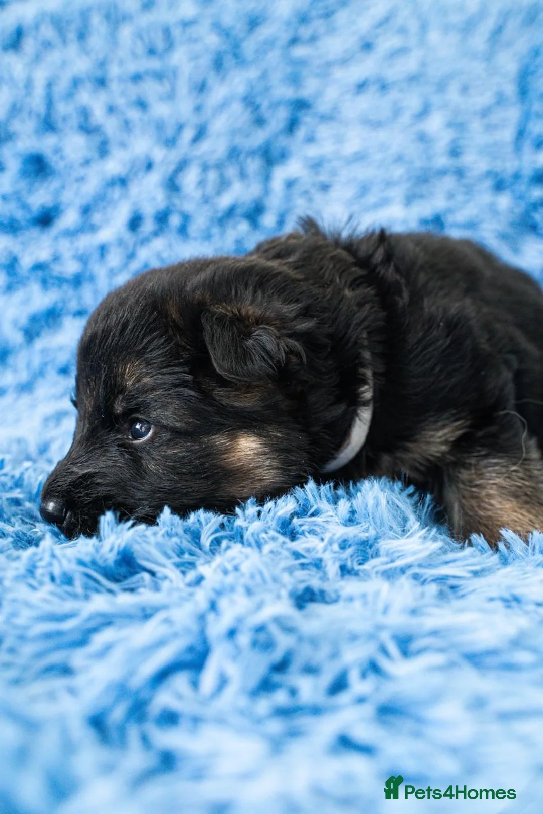 German Shepherd dogs for sale: Fabulous Pups out of Xandor di Casa Massarelli - Advert 3