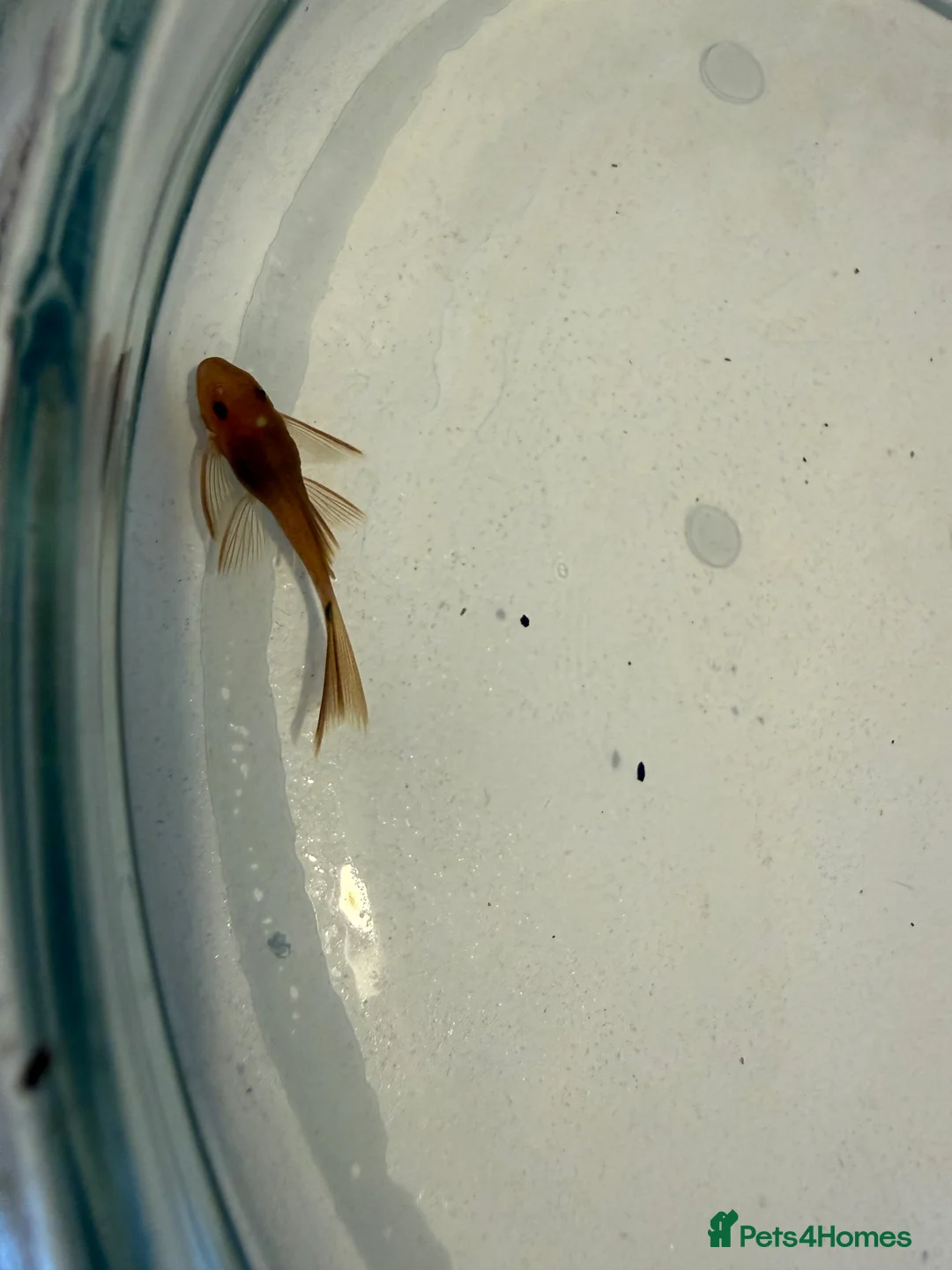 Plecos fish for sale: Super red Bristlenose Pleco longfin - Advert 2