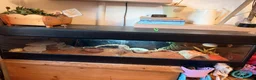 Bearded Dragon reptiles for sale: 2YO Bearded Dragon and Viv for sale  in Usk - Advert 2
