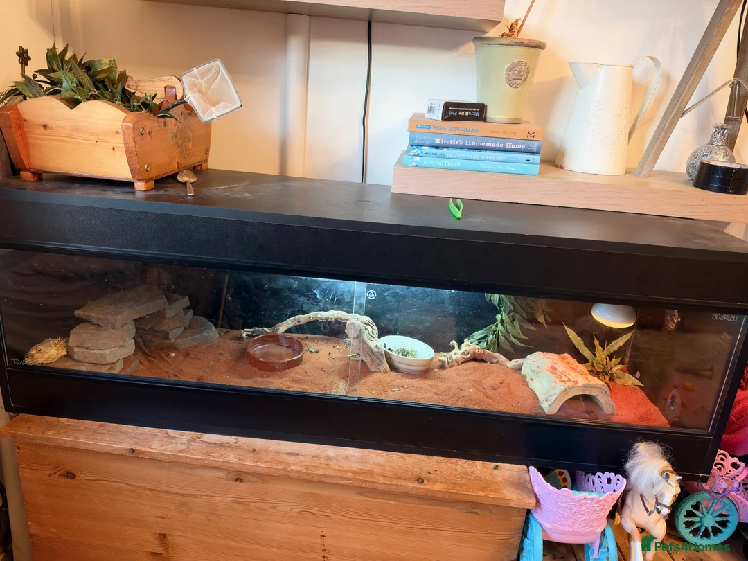 Bearded Dragon reptiles for sale: 2YO Bearded Dragon and Viv for sale  in Usk - Advert 2
