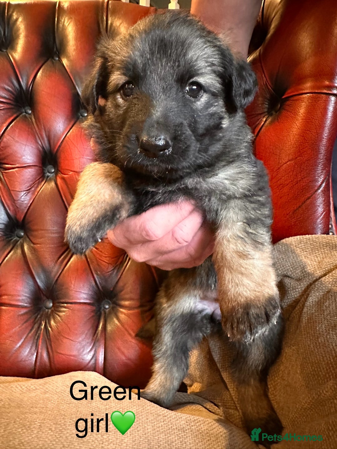 German Shepherd dogs for sale: Long-Haired Straight Back German Shepherd Puppies - Image 28